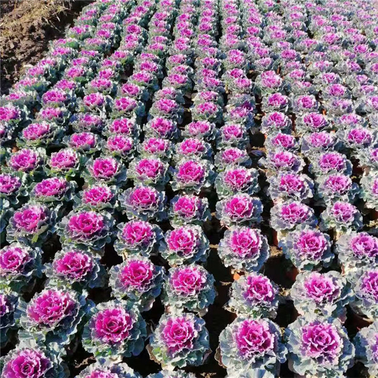 羽衣甘蓝盆栽 羽衣甘蓝花海用苗 种植基地批发