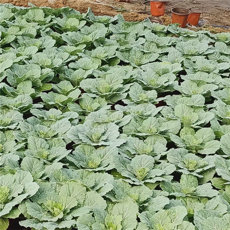 羽衣甘蓝营养杯苗 冬季租摆草花 大量批发