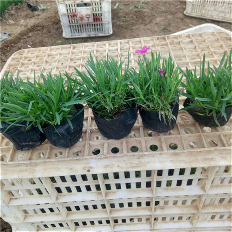 欧石竹盆栽 欧石竹生态园用苗 种植基地批发