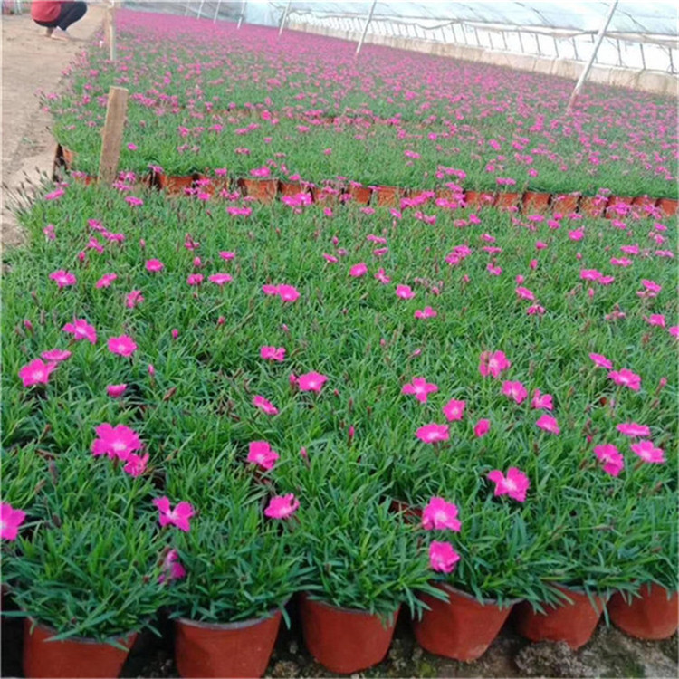 欧石竹工程苗 欧石竹景观花卉 苗圃直供