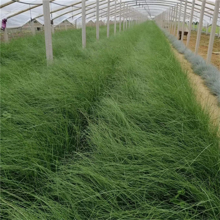  粉黛乱子草工程苗 毛芒乱子草网红花海 厂家直销