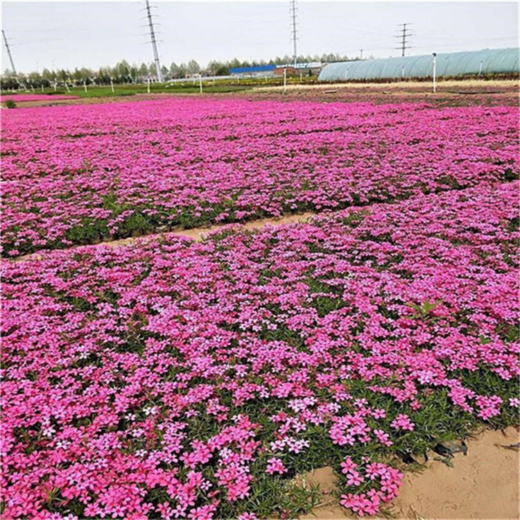 芝樱 常年供应花海新品种宿根福禄考幼苗 绿化苗木工程