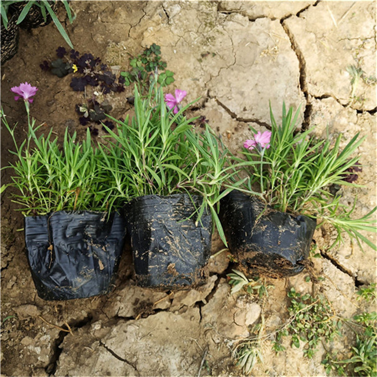 欧石竹量大从优 欧石竹景观工程苗 种植基地批发