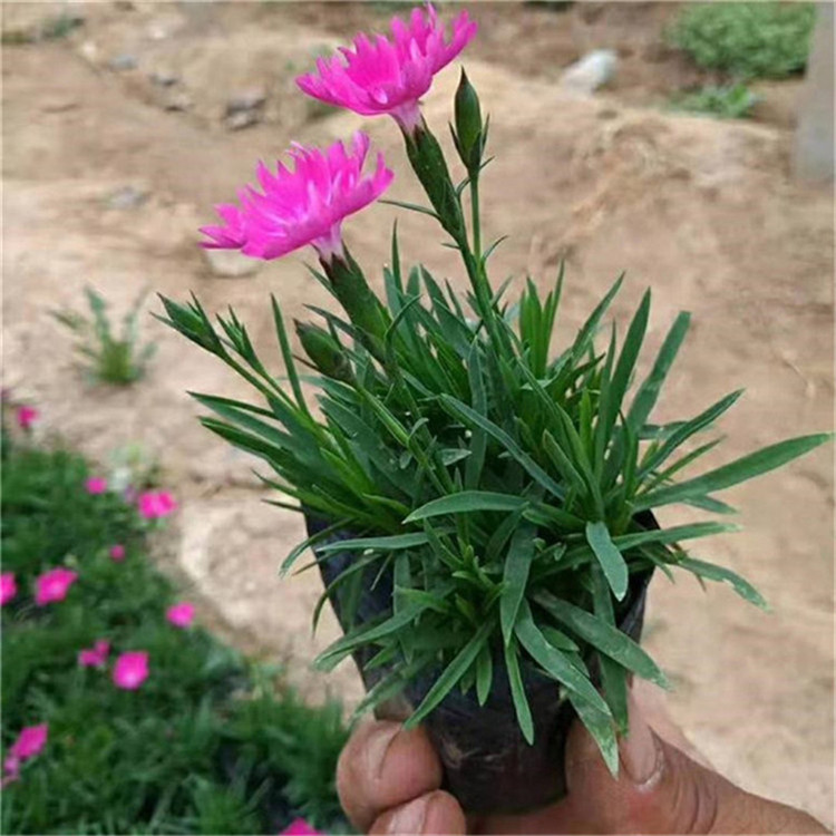 欧石竹工程苗 欧石竹网红花海 大量批发抗冻草花