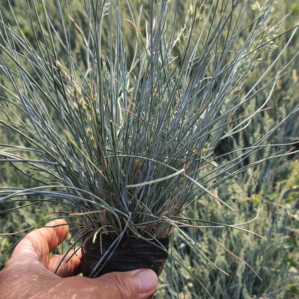青州草花 蓝羊茅 山东蓝羊茅种植基地