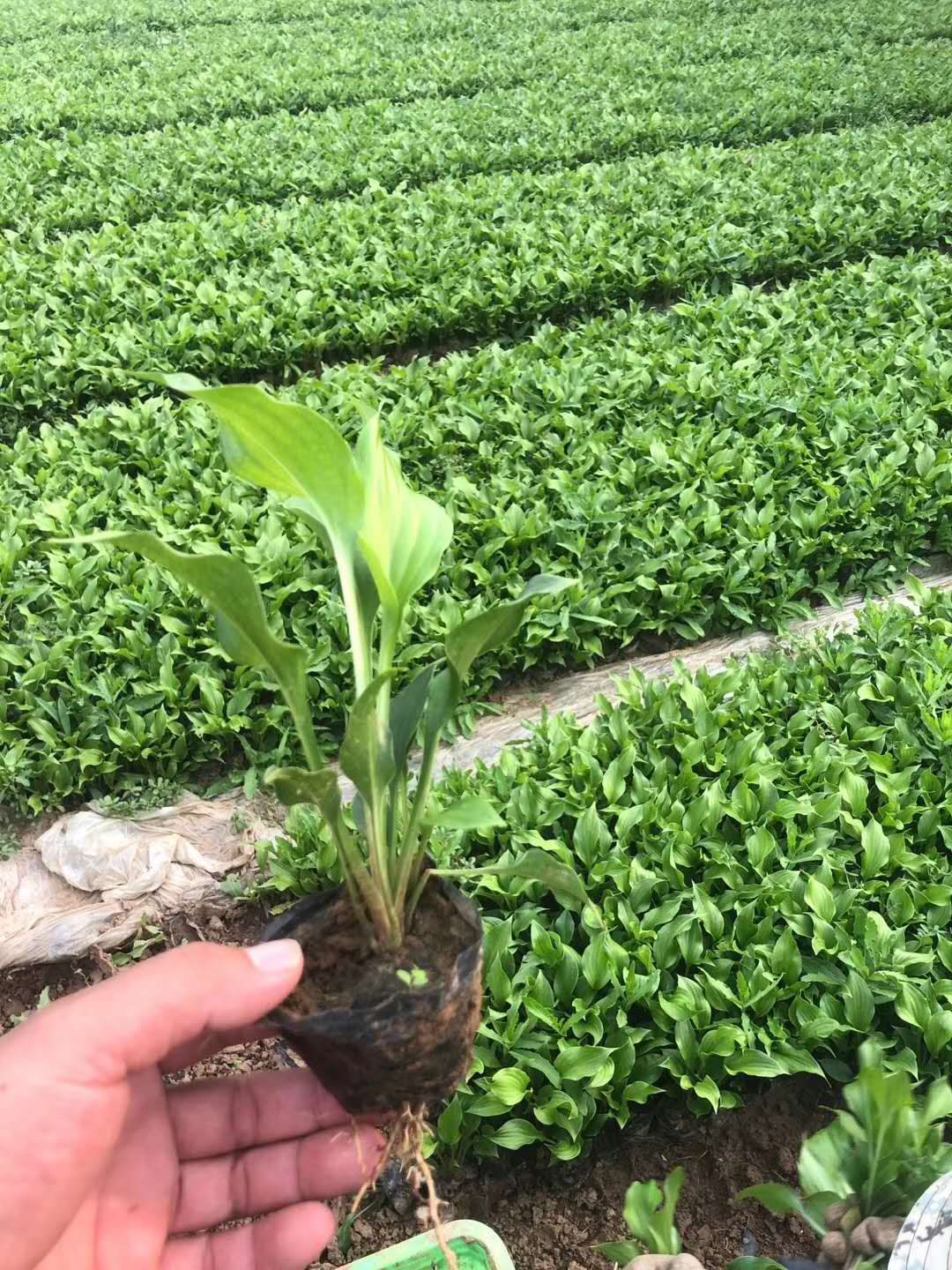 量大优惠 水生玉簪 山东水生植物 玉簪价格