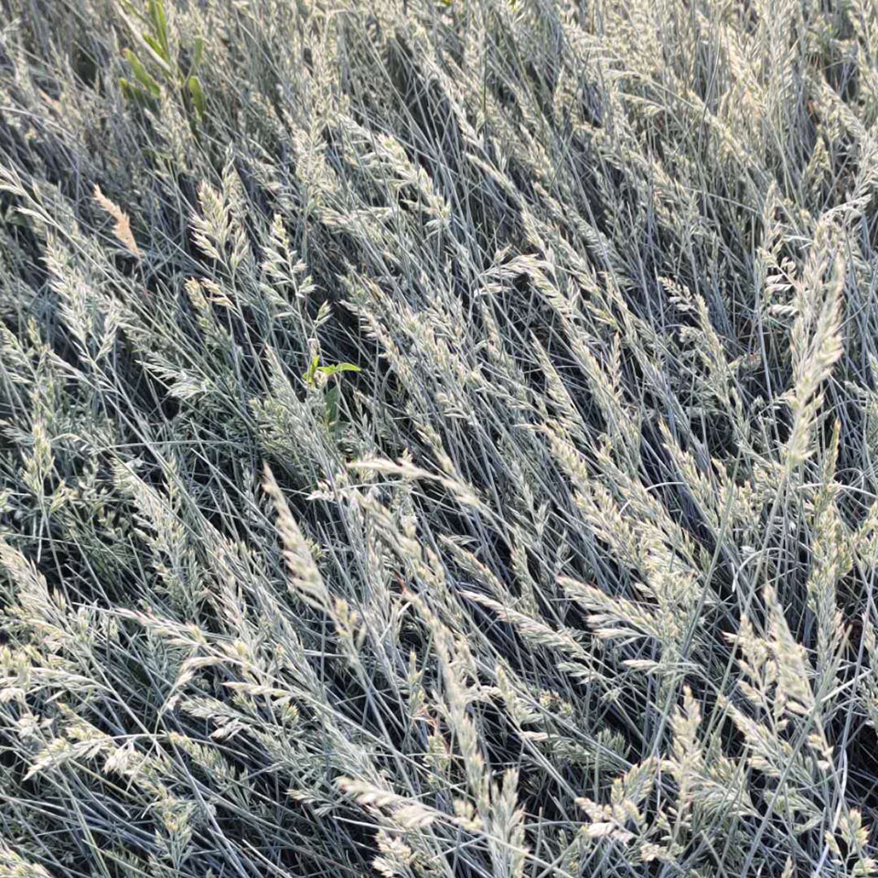 四季开花草花 蓝羊茅小苗 青州蓝羊茅基地