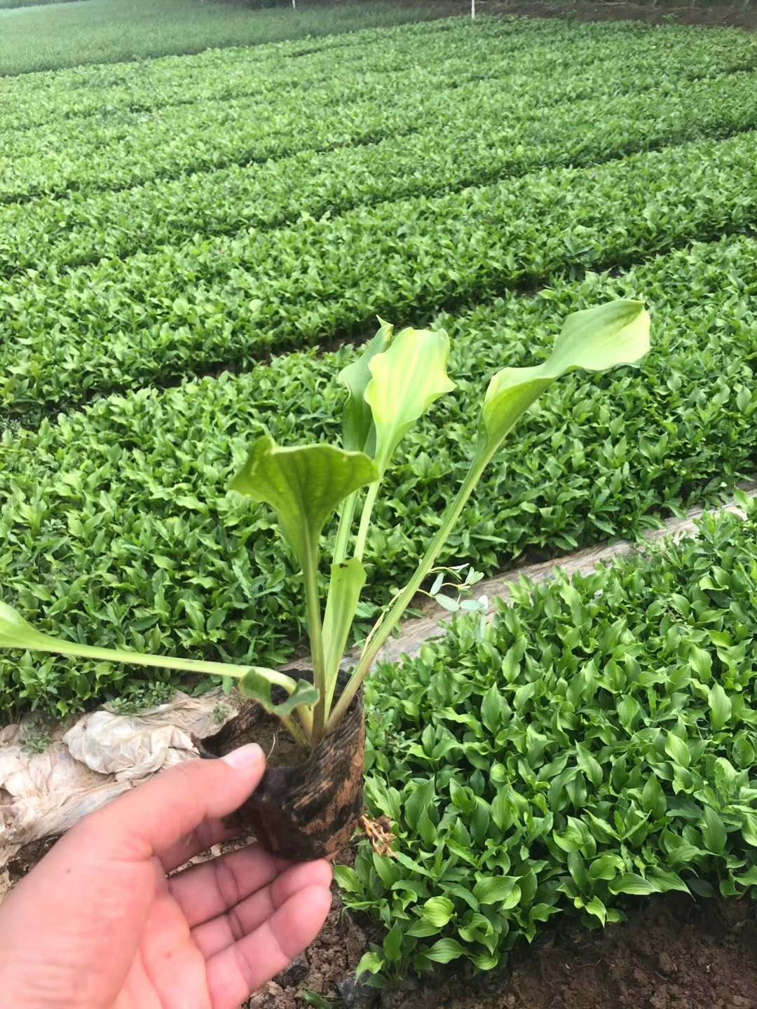 苗圃批发 玉簪小苗 山东水生植物 玉簪批发