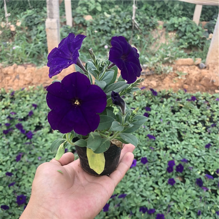 牵牛花盆栽  牵牛花  喇叭花出售 价格实惠