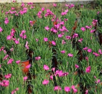 观花欧石竹小苗批发 小精灵<em>农业</em>种植基地培育