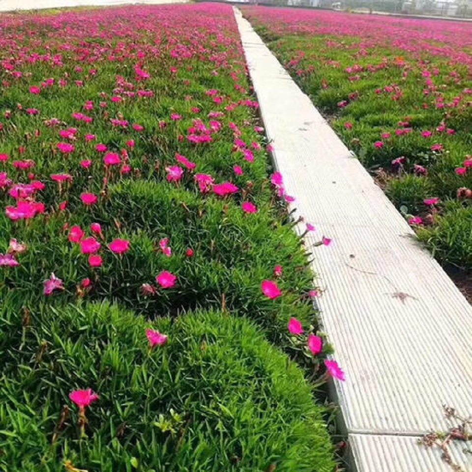 好苗预售欧石竹种植基地欧石竹基地