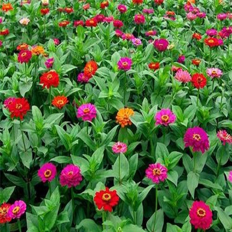 小精灵基地供应 百日草培育 百日草批发