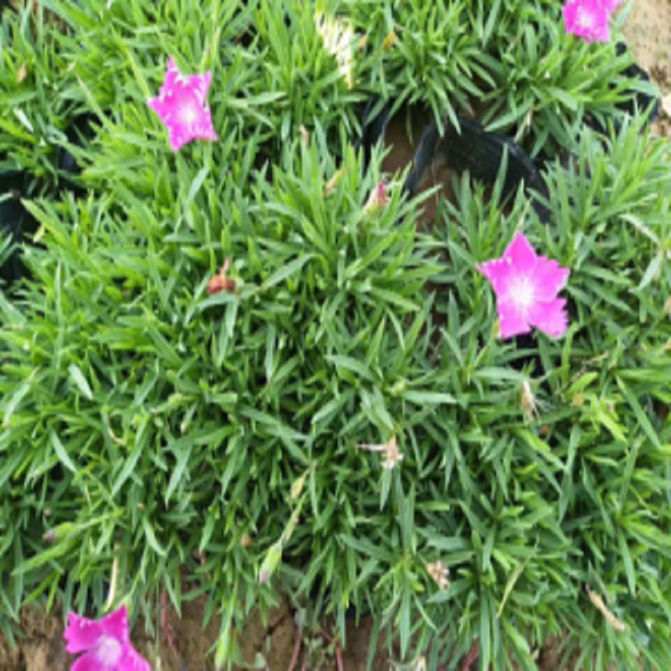 预定欧石竹花海欧石竹小苗
