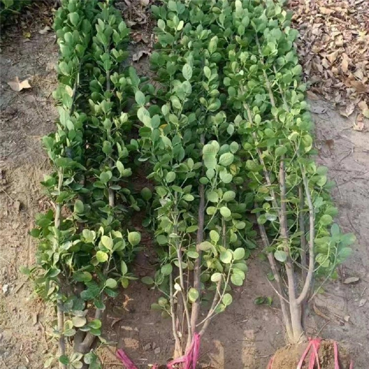 北海道黄杨 观赏价值高 批发常绿灌木工程苗小苗【荐】小精灵农业