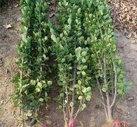 青州北海道黄杨种植基地 小精灵<em>农业</em> 绿化苗木批发