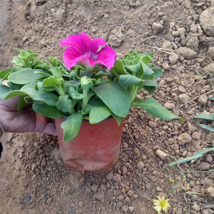 牵牛营养杯苗 青州草花批发 基地供应 矮牵牛供货商