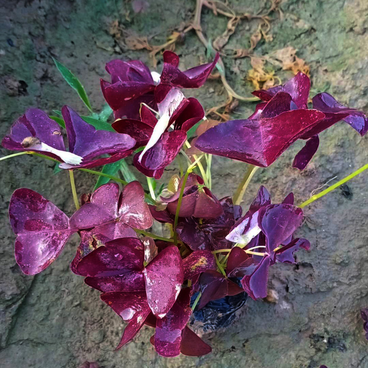 多年生草本植物小苗 酢浆草批发 山东绿化带酢浆草供应