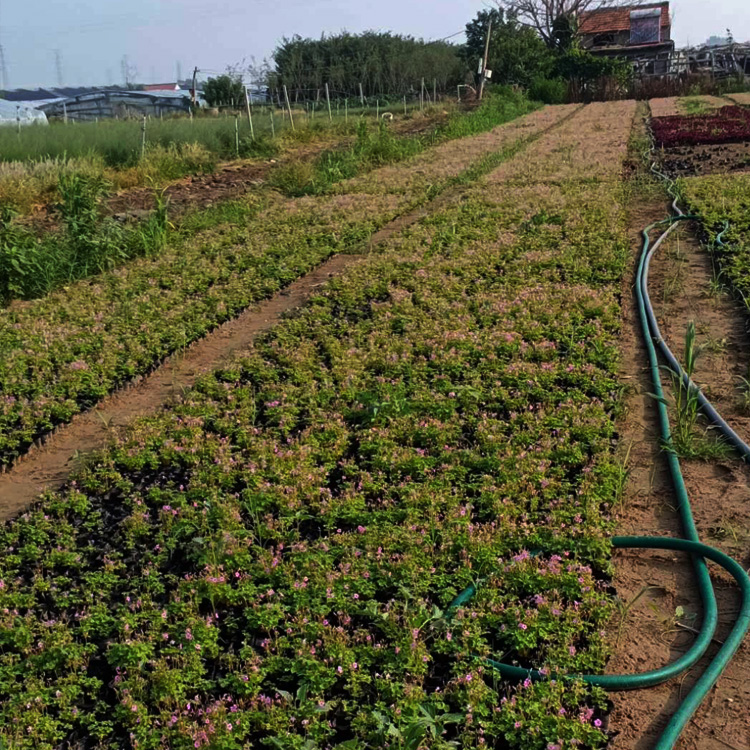 夏杰花卉 紫叶酢浆草 基地供应 酢浆草种植基地