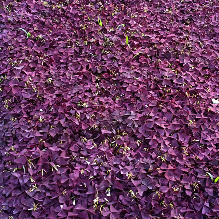 夏杰批发工程绿化醡浆草 红花酢浆草价格 发货快