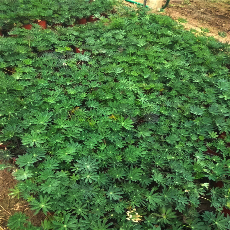 鲁冰花小苗出售 鲁冰花种子价格 鲁冰花种植基地