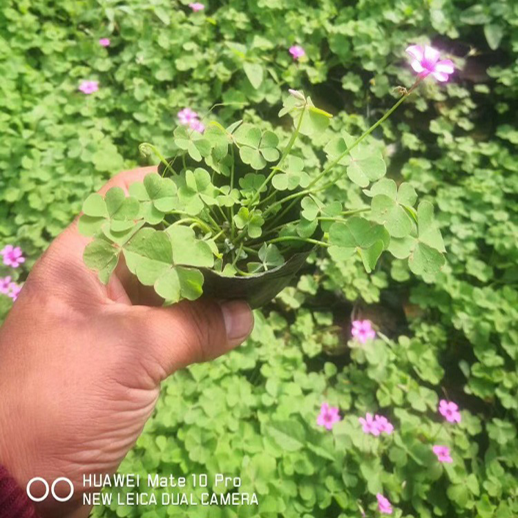 紫花酢浆草 大量批发 绿叶醡浆草批发