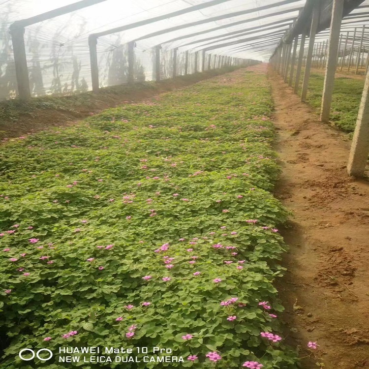 大量批发 绿叶醡浆草 青州草花
