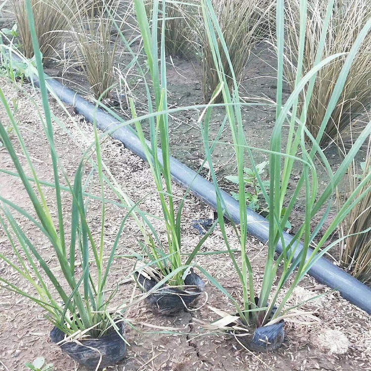蒲苇供货商 蒲苇小苗 多年生草本植物 批发基地