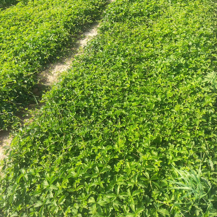 三叶委陵菜行情 基地推荐 多年生草本花卉 三叶委陵菜