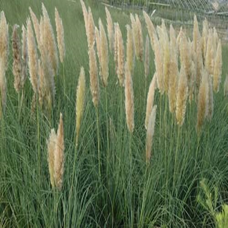 蒲苇批发 蒲苇 草花种植基地 大量供应