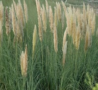 蒲苇批发 蒲苇 草花种植基地 大量供应