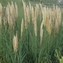 蒲苇批发 蒲苇 草花种植基地 大量供应