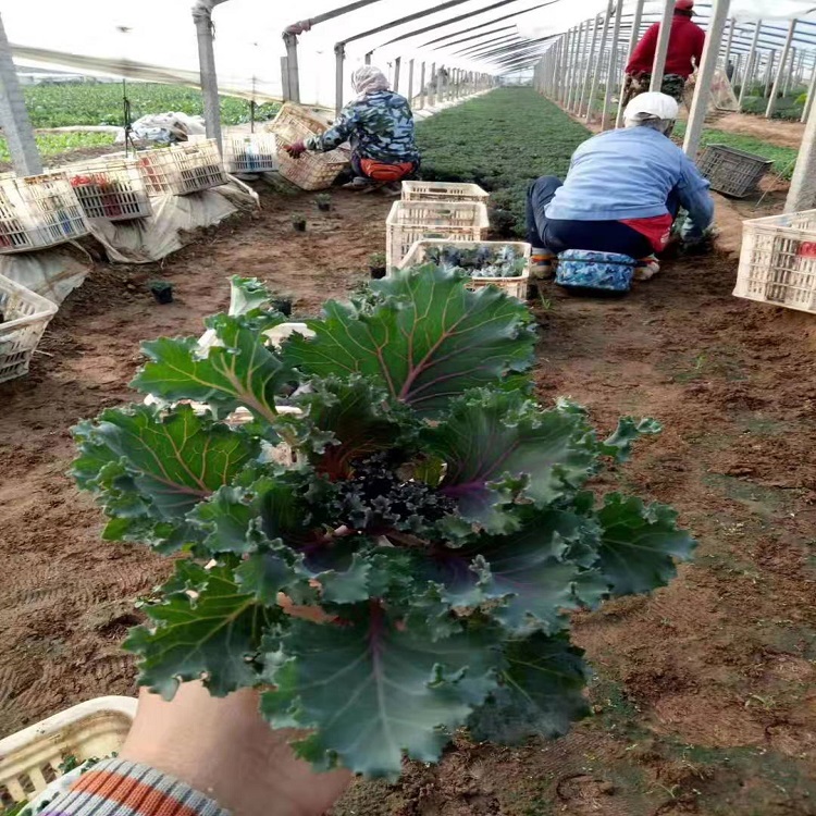 羽衣甘蓝 二年生观叶草本花卉 大量批发