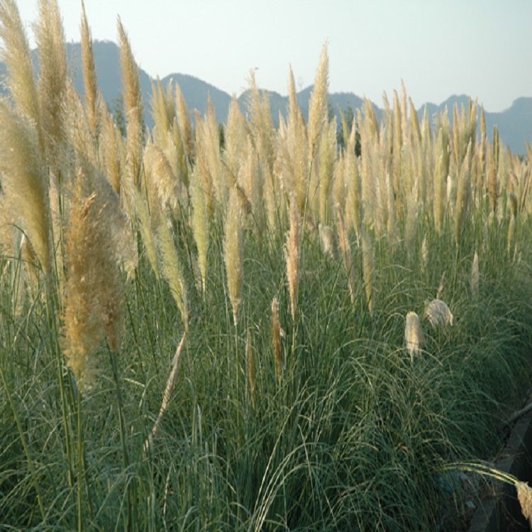 蒲苇供货商 蒲苇小苗 草花种植基地 批发基地