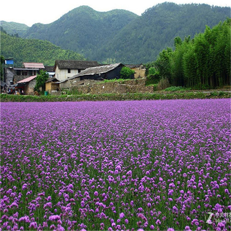 柳叶马鞭草苗圃直供 马鞭草花海新品种