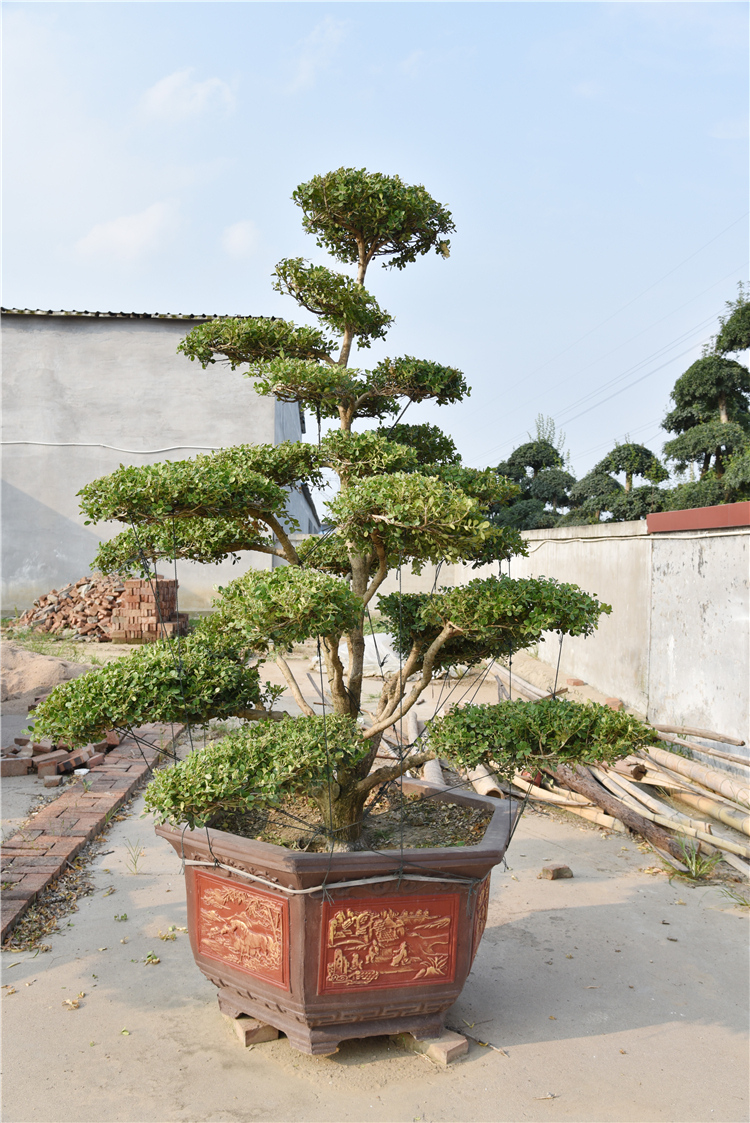 基地直销瓜子黄杨 瓜子黄杨盆栽 瓜子黄杨盆栽出售