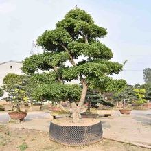 山东大叶黄杨盆景 大叶黄杨盆景树培育 苗圃直供