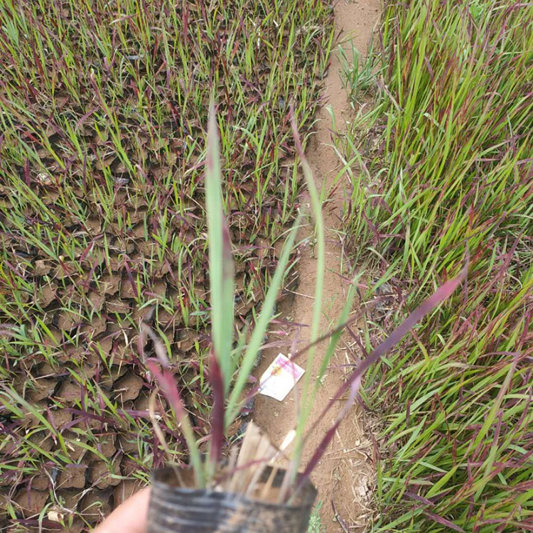 血草小苗 血草销售价格 血草量大优惠