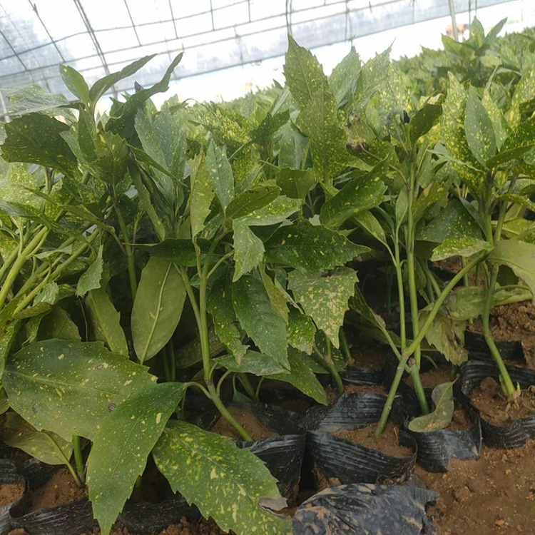 洒金珊瑚_常绿灌木绿化苗 洒金珊瑚小苗苗木基地