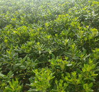 青州嘉耀批发海桐小苗 量大价优 海桐种植基地