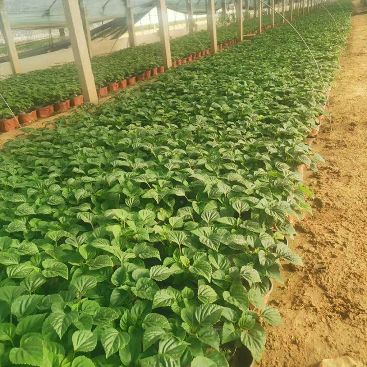 一串红花苗 批量销售一串红 一串红量大优惠