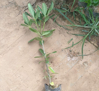 海桐小苗报价 种植培育海桐 大量供应海桐