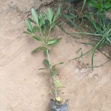 海桐小苗报价 种植培育海桐 大量供应海桐