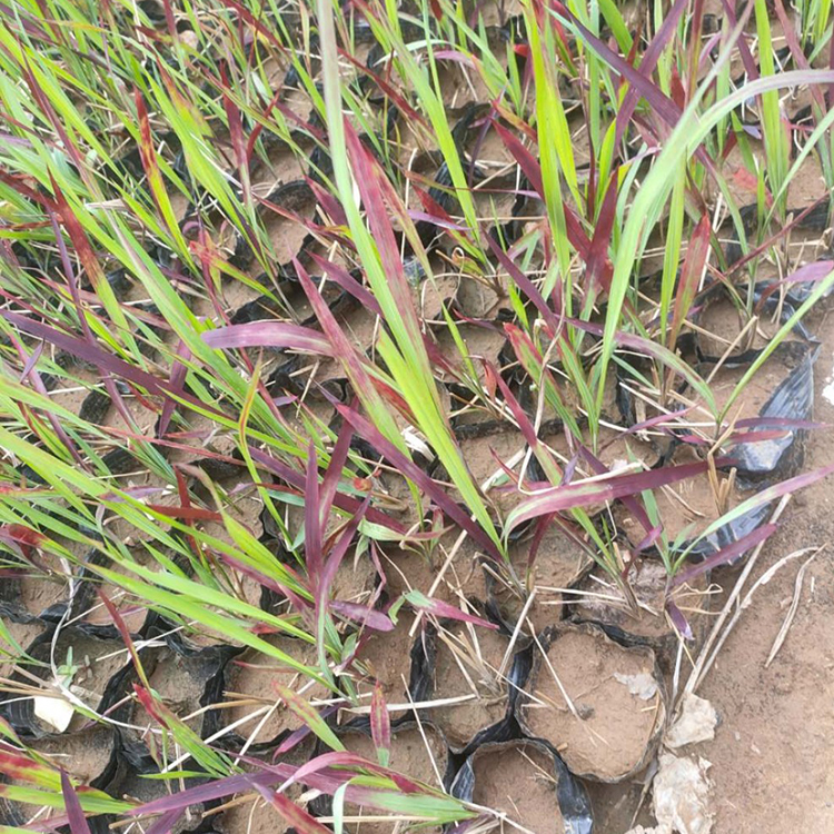 青州日本血草基地 血草批发商 多年生草本花卉基地