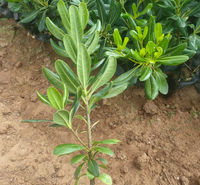 海桐 常绿灌木或小乔木 海桐小苗种植基地批发供应
