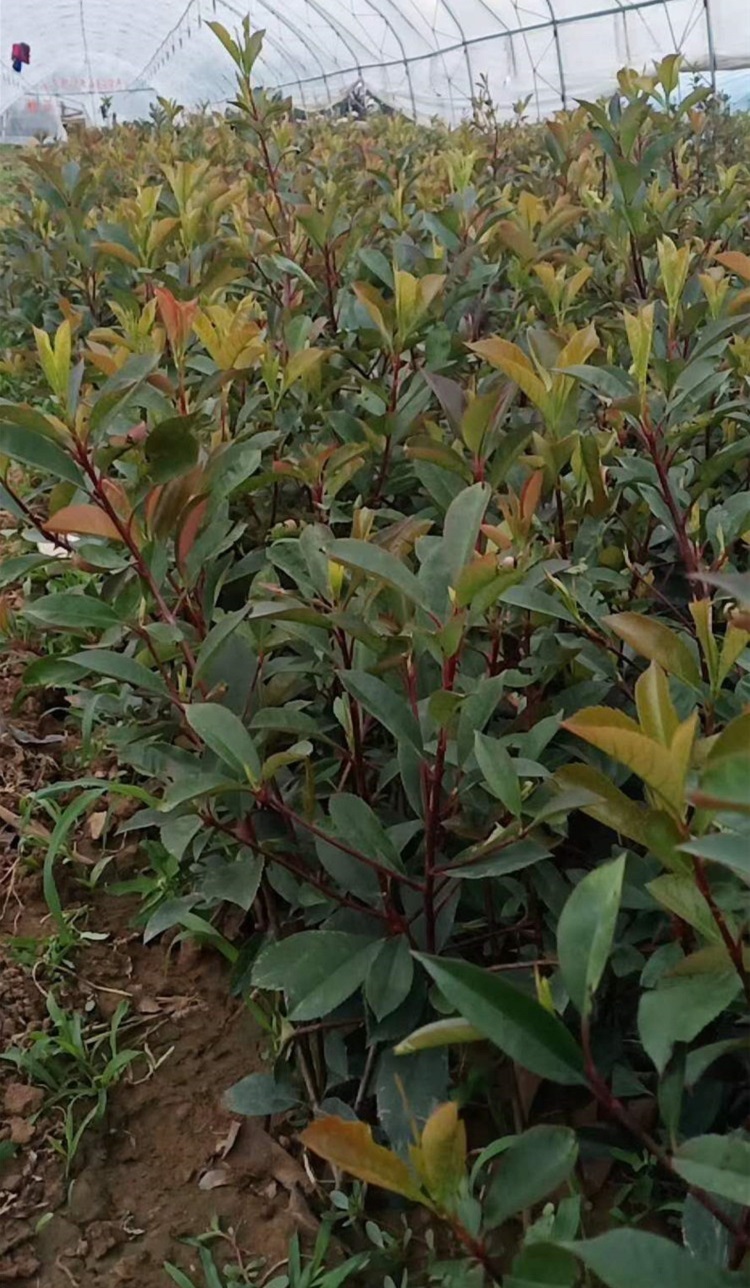 山东红叶石楠基地 红叶石楠种植基地 红叶石楠小苗基地