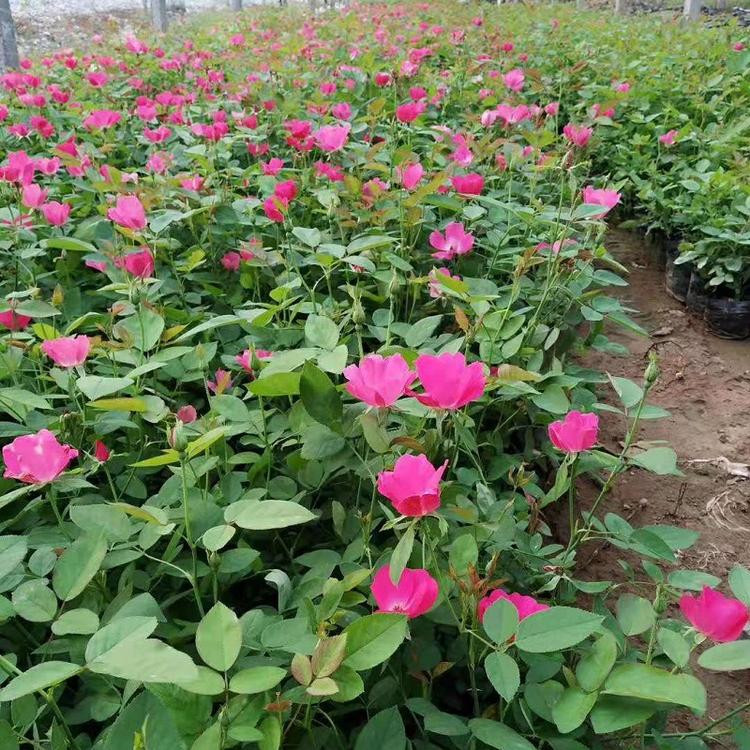 丰花月季 高度25公分 价格优惠  青州基地直销 大量批发
