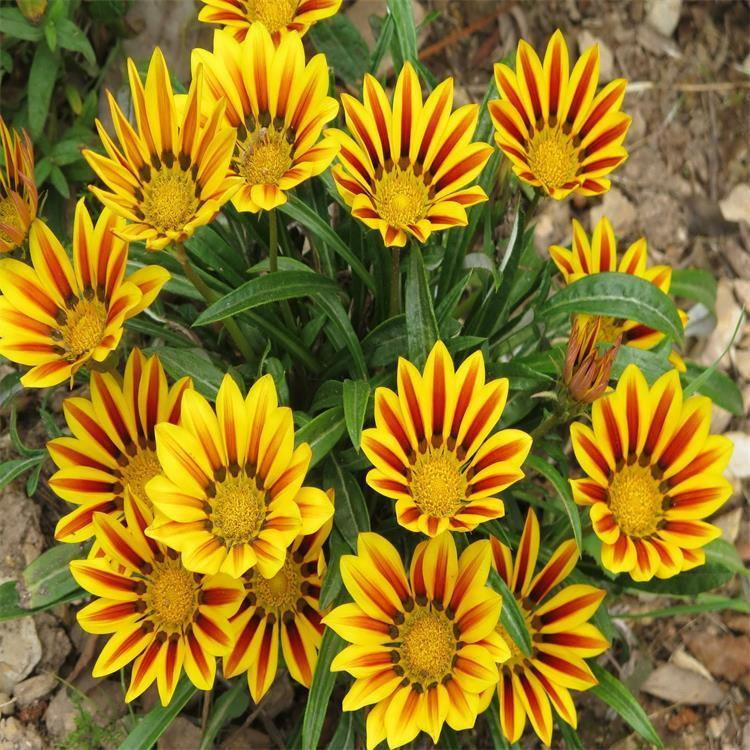 时令草花  太阳花_馨慧苗木_勋章菊_勋章菊报价