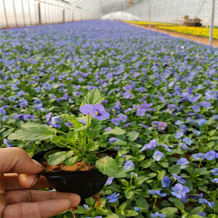 角堇好苗出售地 角堇价格 角堇量大从优