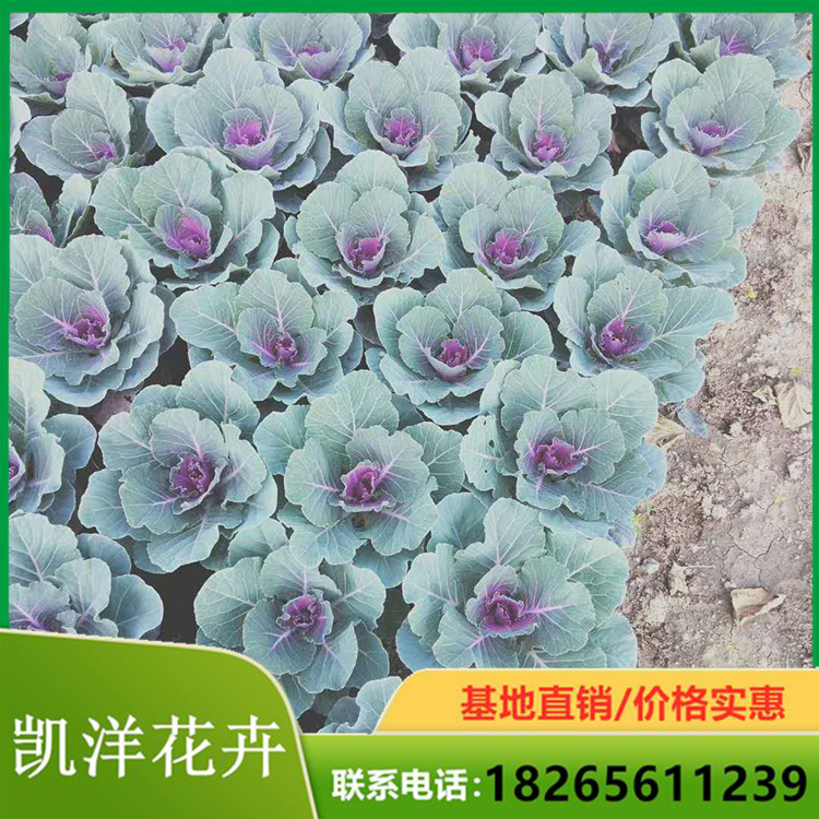 凯洋羽衣甘蓝大量种植 观叶草本羽衣甘蓝