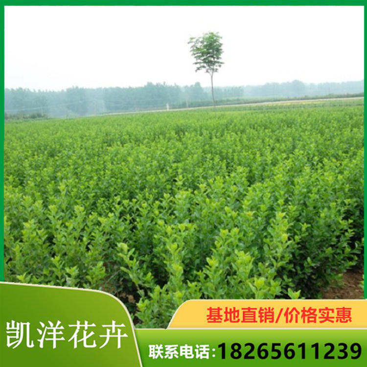 冬青苗批发商 冬青种植基地 常年大量供应